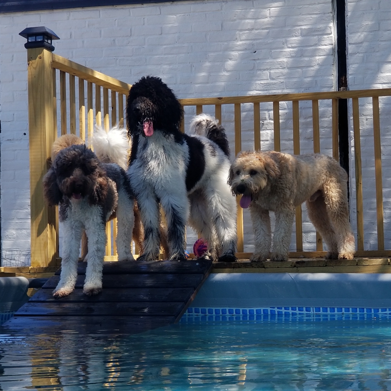 Happy dogs at Well Groomed Pet Spa